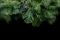 Monstera, fern, and palm leaves tropical rainforest foliage plan
