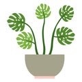 Monstera with five leaves in gray-pink flower pot