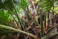 Monstera fruit plant