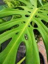 monstera green big giant plant