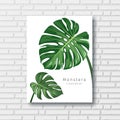 Monstera green leave white frame, on block wall background, Eps 10