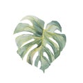 Monstera green realistic colorful leaf. Watercolor painting isolated object. Botanical illustration for holidays summer