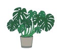 Monstera growing in planter. Tropical plant with large green leaves in pot. Exotic potted houseplant isolated on white