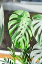 Monstera, Herricane plant or Swiss cheese and devil tongue plant Royalty Free Stock Photo