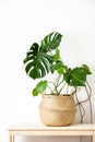 Monstera home potted plant front view, home gardening concept