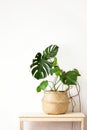 Monstera home potted plant front view, home gardening concept