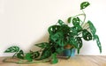 Monstera house potplant. or Cheese Plant. nice green urban jungle for green ECO concept interior at home. Royalty Free Stock Photo