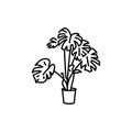 Monstera houseplant black line icon. Indoor decorative plant.