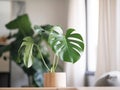 Monstera houseplants in a pot in a stylish Scandinavian living room interior. Generative AI. The concept of minimalistic