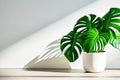 Monstera with large green leaves in a white pot against a white wall. Interior plants Royalty Free Stock Photo