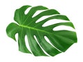 Monstera large leaf isolated. Green jungle leaf unique tropical design pattern white background, with clipping path.