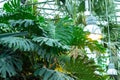 Monstera is a large tropical plant of the Araceae creeper family. Many green leaves of a monstera in a greenhouse Royalty Free Stock Photo