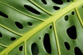 Monstera leaf Royalty Free Stock Photo