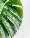 Monstera leaf, dew drops detail, crisp white backdrop, soft shadow , no grunge