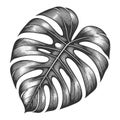 Monstera Leaf engraving sketch raster illustration