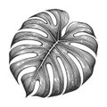 Monstera Leaf engraving sketch raster illustration
