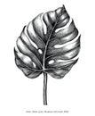 Monstera leaf hand draw vintage engraving clip art isolated on w
