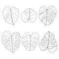 Monstera leaf. Hand drawn tropical plants sketch Royalty Free Stock Photo