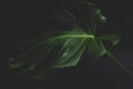 Monstera Plant, dark background