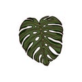 Monstera leaf jungle plant exotic tropical illustration.