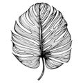 Monstera leaf line art. Black outline vector botanical drawing. Modern tropical floral illustration.