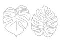 Monstera leaf outline illustration
