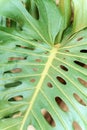 Monstera leaf palm. Pattern of a green leaf of a tropical monstera plant for interior decor. Jungle, botany, vegetation Royalty Free Stock Photo