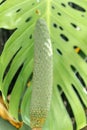 Monstera leaf palm. Pattern of a green leaf of a tropical monstera plant for interior decor. Jungle, botany, vegetation Royalty Free Stock Photo