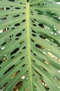 Monstera leaf palm. Pattern of a green leaf of a tropical monstera plant for interior decor. Jungle, botany, vegetation Royalty Free Stock Photo