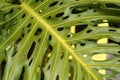 Monstera leaf palm. Pattern of a green leaf of a tropical monstera plant for interior decor. Jungle, botany, vegetation Royalty Free Stock Photo