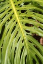 Monstera leaf palm. Pattern of a green leaf of a tropical monstera plant for interior decor. Jungle, botany, vegetation Royalty Free Stock Photo