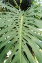 Monstera leaf palm. Pattern of a green leaf of a tropical monstera plant for interior decor. Jungle, botany, vegetation Royalty Free Stock Photo