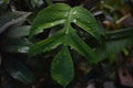 Monstera leaf after the rain Royalty Free Stock Photo