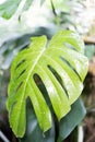 Monstera leaf in the rainforest with close-up raindrops and blurred background Royalty Free Stock Photo