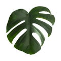 Monstera leaf, realistic design isolated on white background. Vector