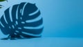 Monstera Leaf Shadow on Blue Background with Copy Space Royalty Free Stock Photo