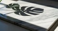 Monstera leaf shadow cast on a Royalty Free Stock Photo
