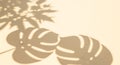 Monstera leaf shadow on a light yellow background Royalty Free Stock Photo