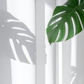 Monstera Leaf Shadow on White Blinds Royalty Free Stock Photo