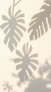 Monstera leaf shadows on a textured cream background Royalty Free Stock Photo