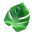 Monstera leaf and stem. Concept tropical jungle paradise foliage shape isolated on white background Royalty Free Stock Photo