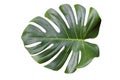 Monstera leaf and stem, trendy tropical jungle paradise foliage shape, on white background