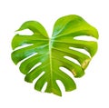 Monstera leaf and stem, trendy tropical jungle paradise foliage shape, isolated on white background