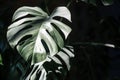 Monstera leaf in the sunlight in the room. Indoor tropical ornamental plants, growth and photosynthesis