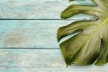 Monstera leaf on a trendy turquoise wooden background