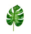 Monstera leaf, tropical and exotic leafage vector