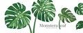 Monstera leaf vector, realistic design collections banner isolated on white background Royalty Free Stock Photo