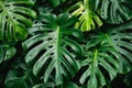 Monstera leaf with water droplets on dark backdrop, botanical beauty and nature concept