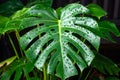 Monstera leaf with water droplets on dark background, close up of lush greenery detail Royalty Free Stock Photo