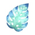 Monstera leaf watercolor green aquamarine blue. Isolated, white background. For design, decor.